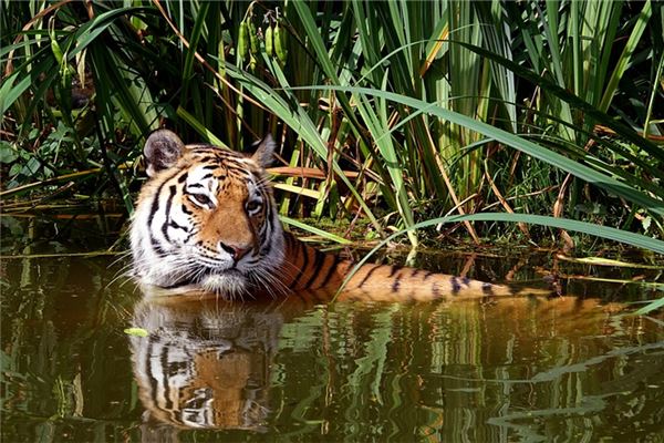 98年几月份出生的命最好，虎98年出生哪日出的命好