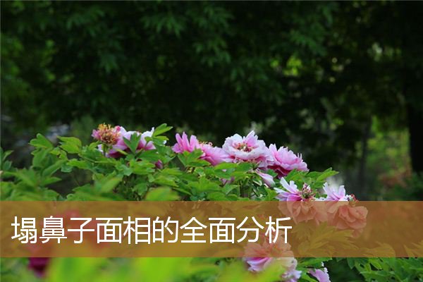 塌鼻子面相的全面分析图，鼻子塌面相就不好吗