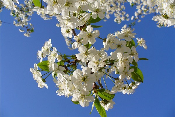 梦见花死了什么预兆（梦见花死了是什么预兆）