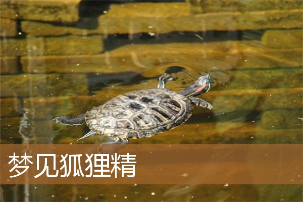 梦见狐狸精是什么意思（梦见狐狸精是人形女的）