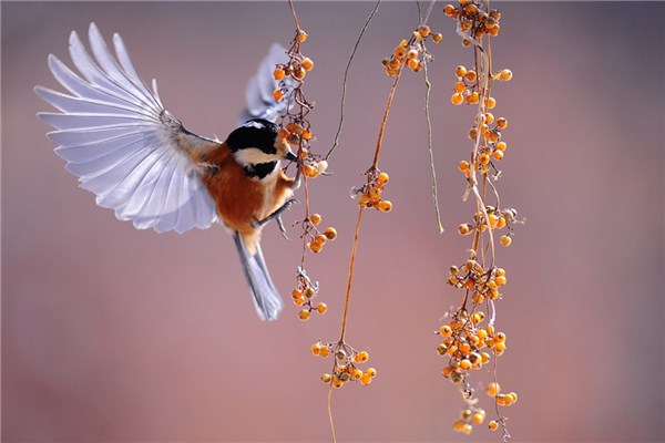 梦见头上拉了鸟屎什么意思（梦见被鸟拉屎在头上）