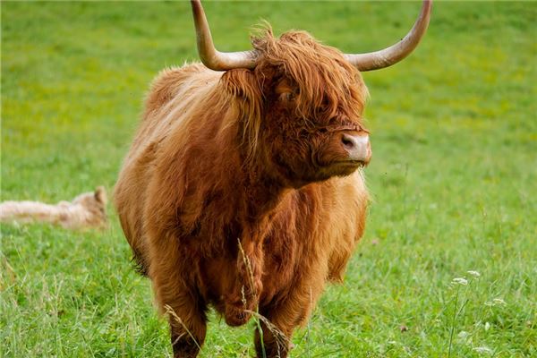 春天出生的牛性格如何样（牛的性格为什么那么温顺）