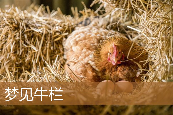 梦见牛栏里有很多牛粪（男人梦见牛什么预兆）