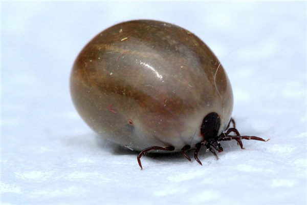 梦见吸血虫是什么预兆（梦见往外拽血吸虫）