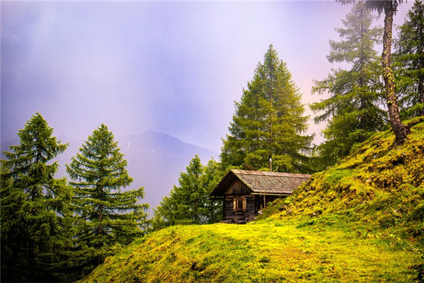 家里不能种的五种树图片，家里不能种的十种树