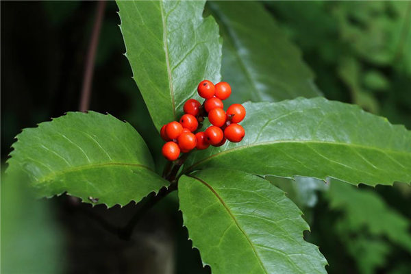 梦见红果子怎么说周公解梦（梦见很多红色的小果子）