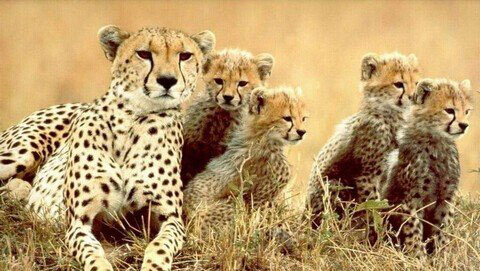 梦见猎豹是什么预兆，男人梦见豹子是什么预兆