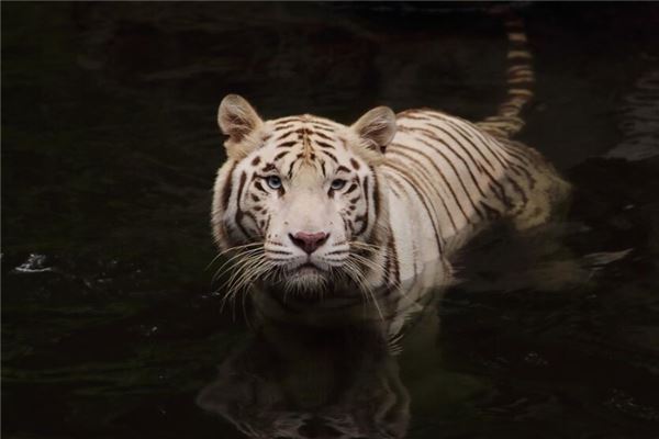 属虎的性格和脾气女人，女属虎性格特点及脾气
