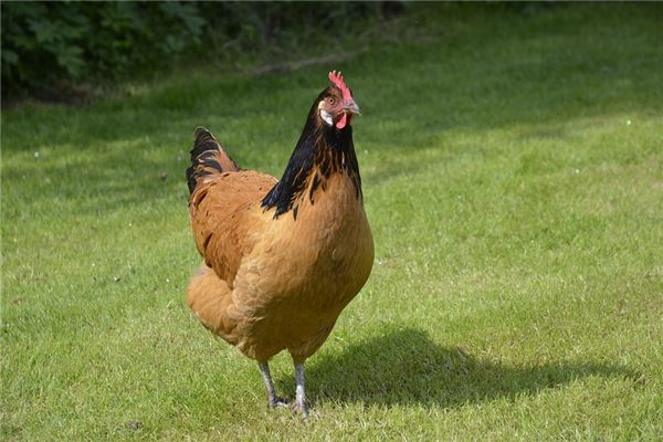 1969年7月出生的人命好不好,1969年的鸡几月出生好 1969年7月出生的人命好不好,1969年的鸡几月出生好