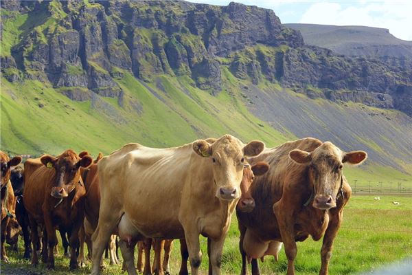 4月出生的牛性格特点是什么,四月牛男命运如何 4月出生的牛性格特点是什么,四月牛男命运如何