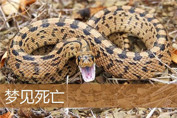 梦见死亡是什么兆头（梦见别人死亡预示着什么）