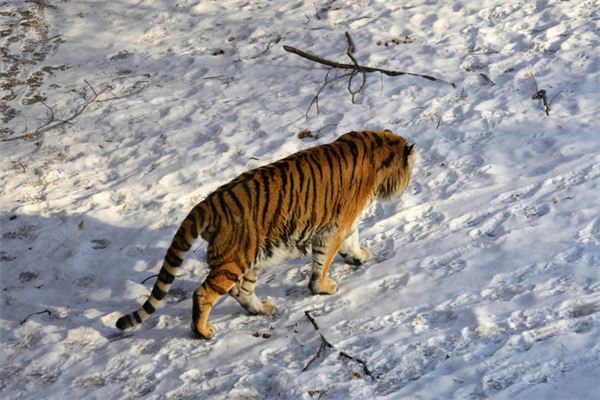属虎人出生几月的命运好啊，属虎的生在几月最好命