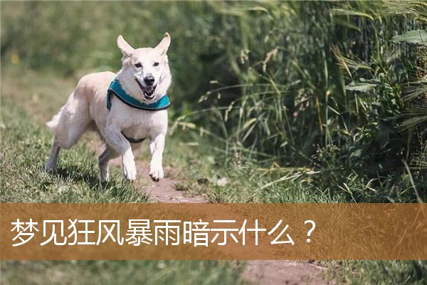梦见狂风暴雨暗示什么意思（梦见狂风暴雨人必死）
