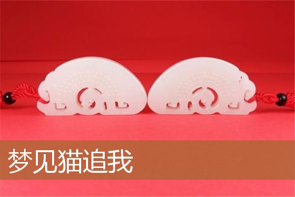 梦见猫追我还要攻击我（梦见猫追我还要攻击我）