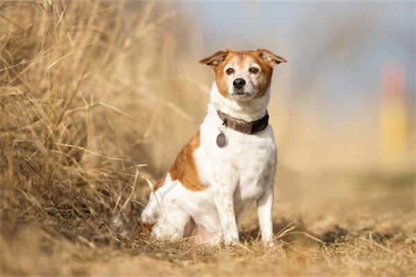用狗做头像吉祥吗女（狗当头像有忌讳）