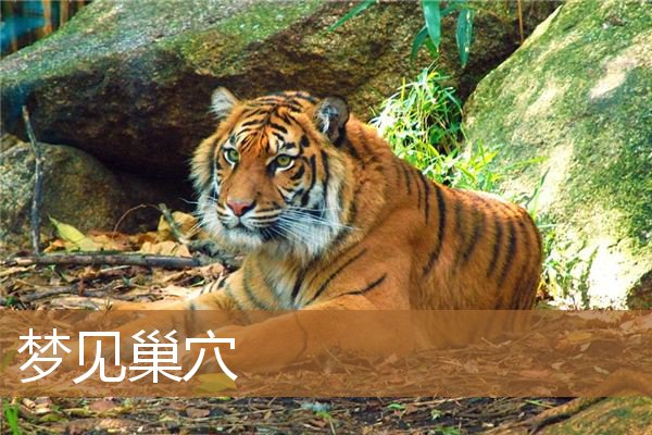 梦见屋内蜂筑巢(梦见很大的蜂巢是什么意思)