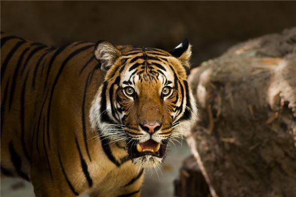 1998年虎什么时候起运,1998年的虎是百年难遇 1998年虎什么时候起运,1998年的虎是百年难遇