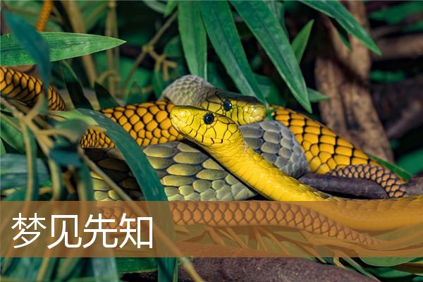 梦见先知穆罕默德（梦见西方的神）