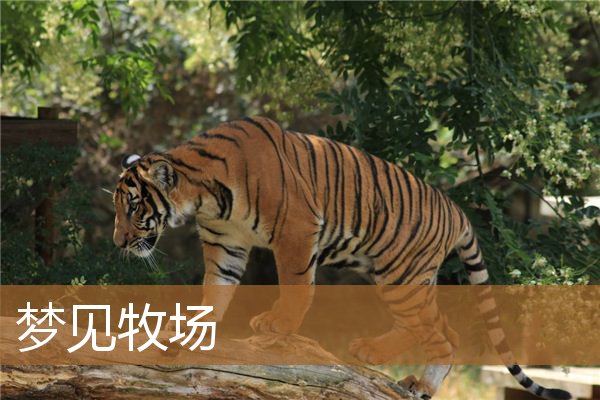 梦见牧场很多动物（梦见养殖场啥意思）