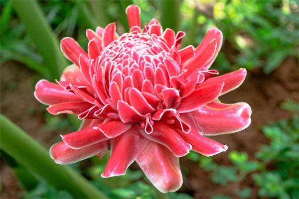 教室适宜种植什么花卉植物（耐寒好养的花卉有哪些）