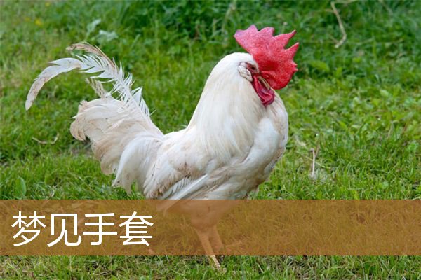 梦见手套破了是什么意思(梦见好几副手套)