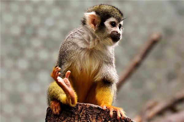 1992年属猴的贵人是谁呢，2022年属猴的桃花劫是谁