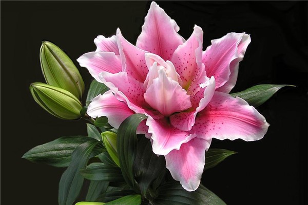 梦见修剪花意味着什么意思（梦见花枝断了什么预兆）