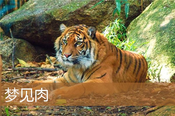 梦见肉是什么意思啊（梦见大块肉是什么征兆）