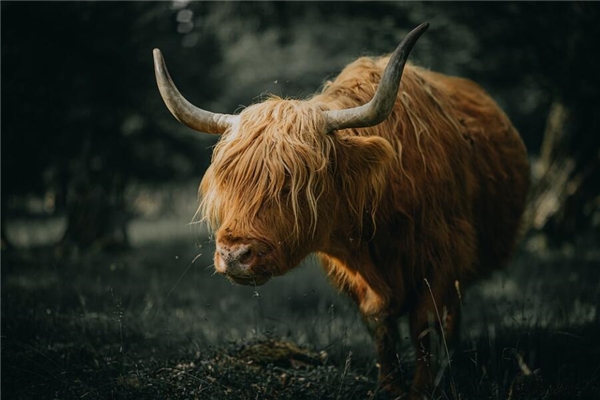 1985年的本命年是哪些年，哪一年出生的人五行属水