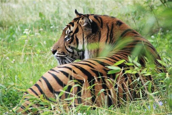 98属虎一生三大坎，1998年的虎是百年难遇