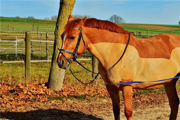 90年属马的今年财运怎么样,1990属马几点出生最好命 90年属马的今年财运怎么样,1990属马几点出生最好命