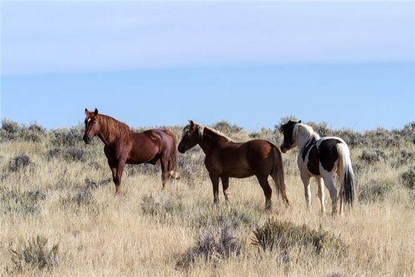 属马的性格特点是什么意思，属马女人致命弱点