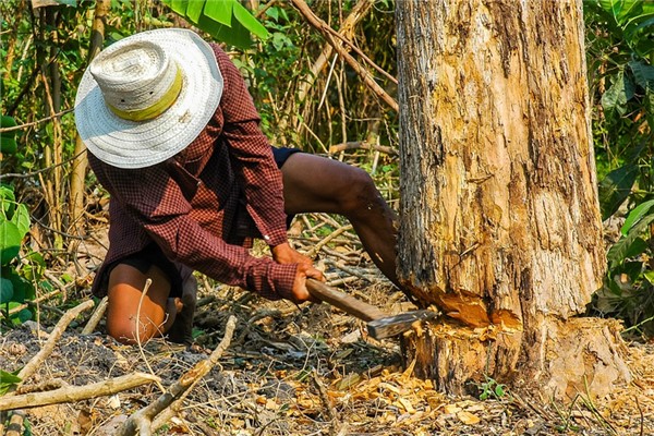 梦见砍桃树是什么意思（梦见砍桃树枝是什么预兆）