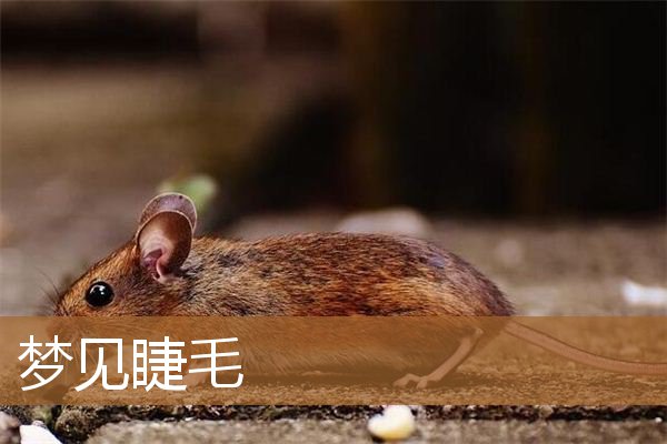 梦见睫毛掉了什么预兆（梦见假睫毛是什么意思）