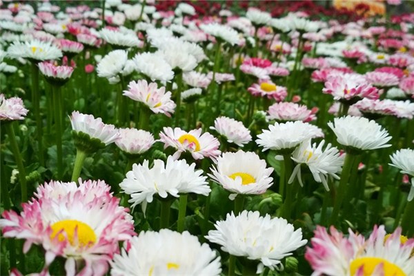 梦见花圃是什么意思（梦见逛花卉市场）