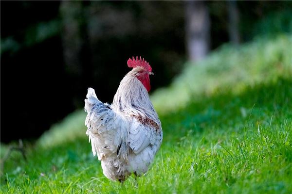 1993年出生女孩财运和婚姻，婚姻财帛莫强求什么意思