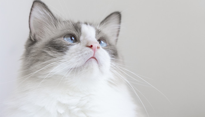 梦见我家猫生了三只小猫，梦见猫下崽是吉兆吗