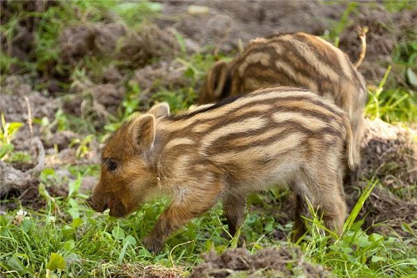 1995年属猪一生三大坎，1983属猪的三大坎
