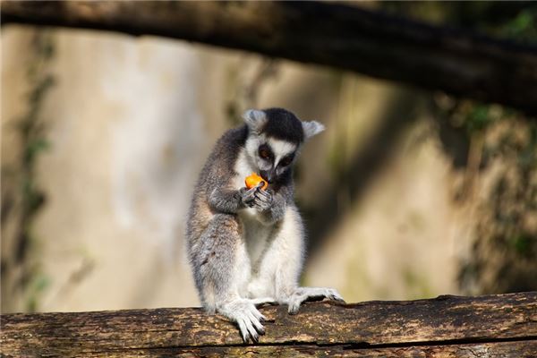 属猴的脾气及性格特点男，属猴什么性格和脾气