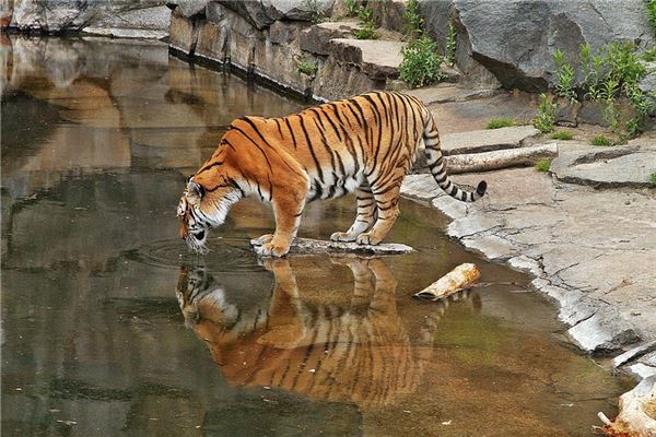 98年几点出生的婚姻不好呢，98年属虎女何时有姻缘