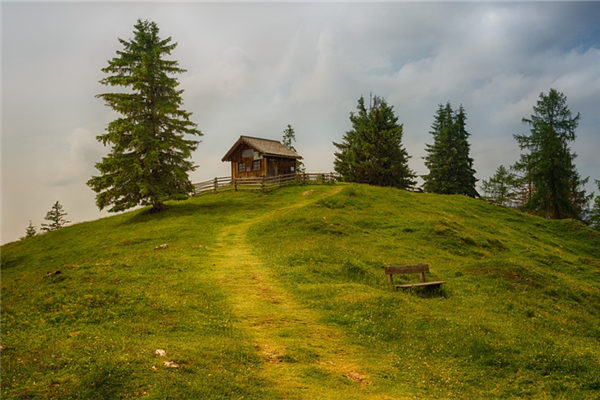 梦见小树长得很茂盛(梦见小树苗是什么意思)
