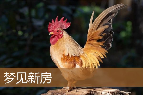 梦见新房子是什么意思（梦见新房子什么预兆）