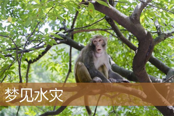 梦见水灾逃生什么兆头（梦到发大水但安全躲过）