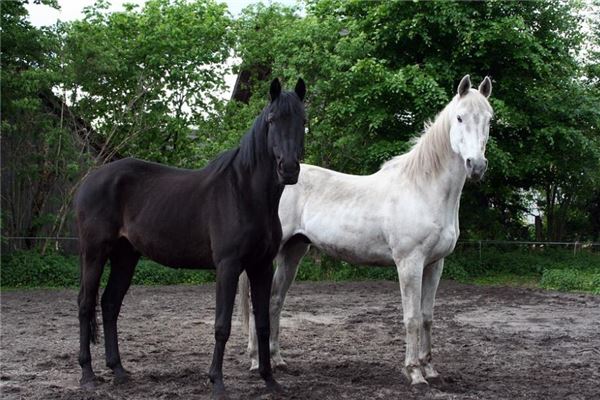 属马的几岁了2022，2021年属马几岁