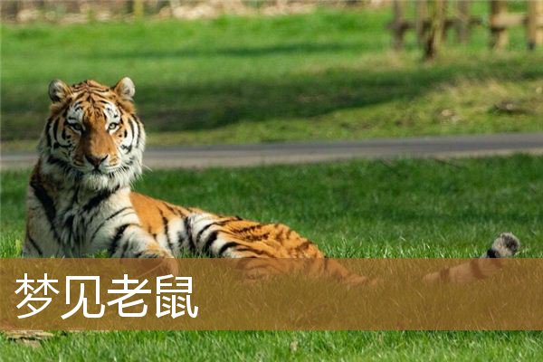 梦见老鼠是什么征兆（男人梦见老鼠什么征兆）