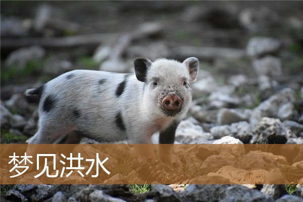 梦见洪水是什么征兆（男人梦到涨大水预示着什么）