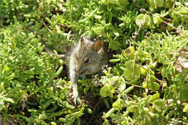 梦见老鼠窝是什么征兆（梦见自己弄死一窝老鼠）