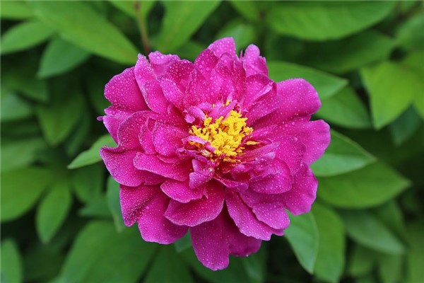 梦见牡丹花开预示什么意思（红色的牡丹花象征着什么）