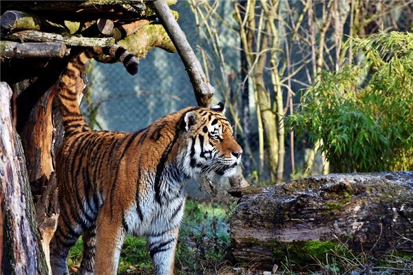 1974年出生的人命运如何呢,1974属虎的人一生的命运 1974年出生的人命运如何呢,1974属虎的人一生的命运