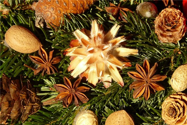 梦见五味子是什么意思（梦见摘到成熟的五味子）